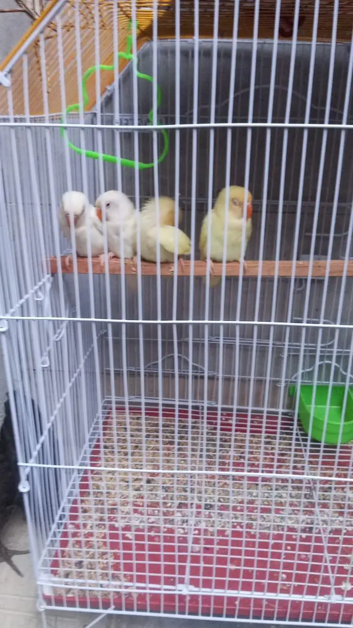 Love birds — photo 2
