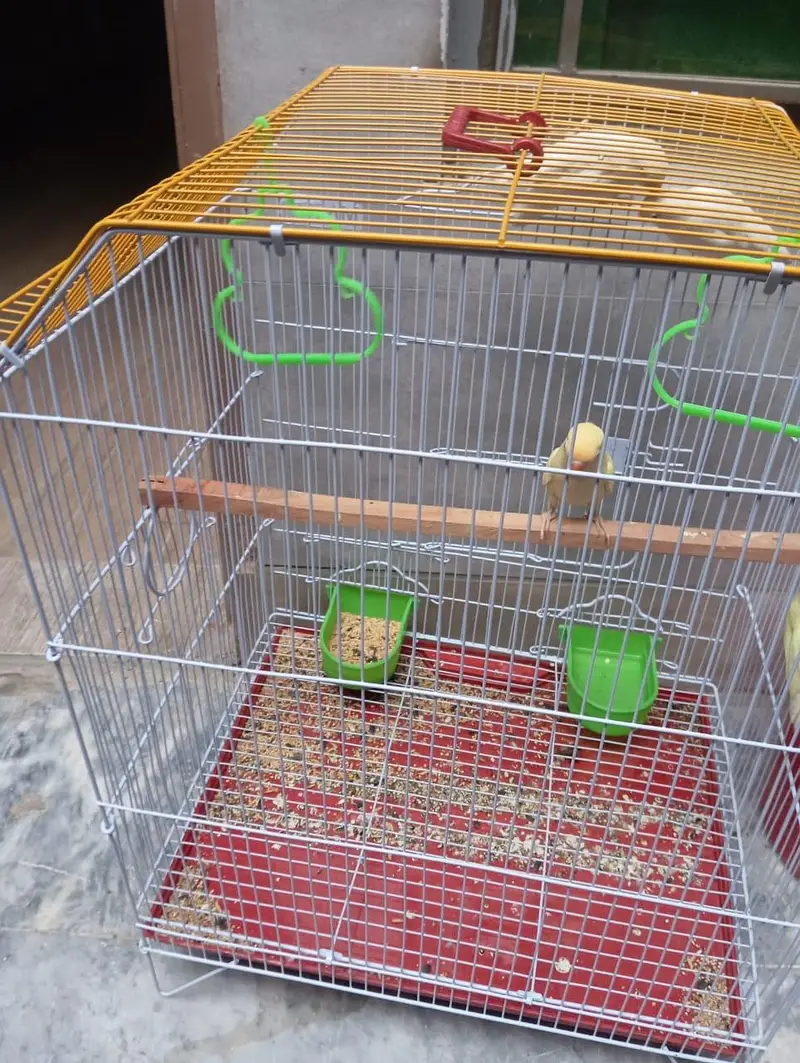 Love birds — photo 3