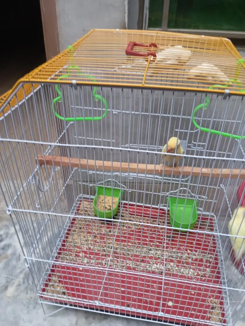 Love birds — photo 4