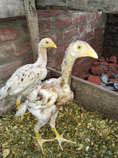 Aseel Pathey pair for sale