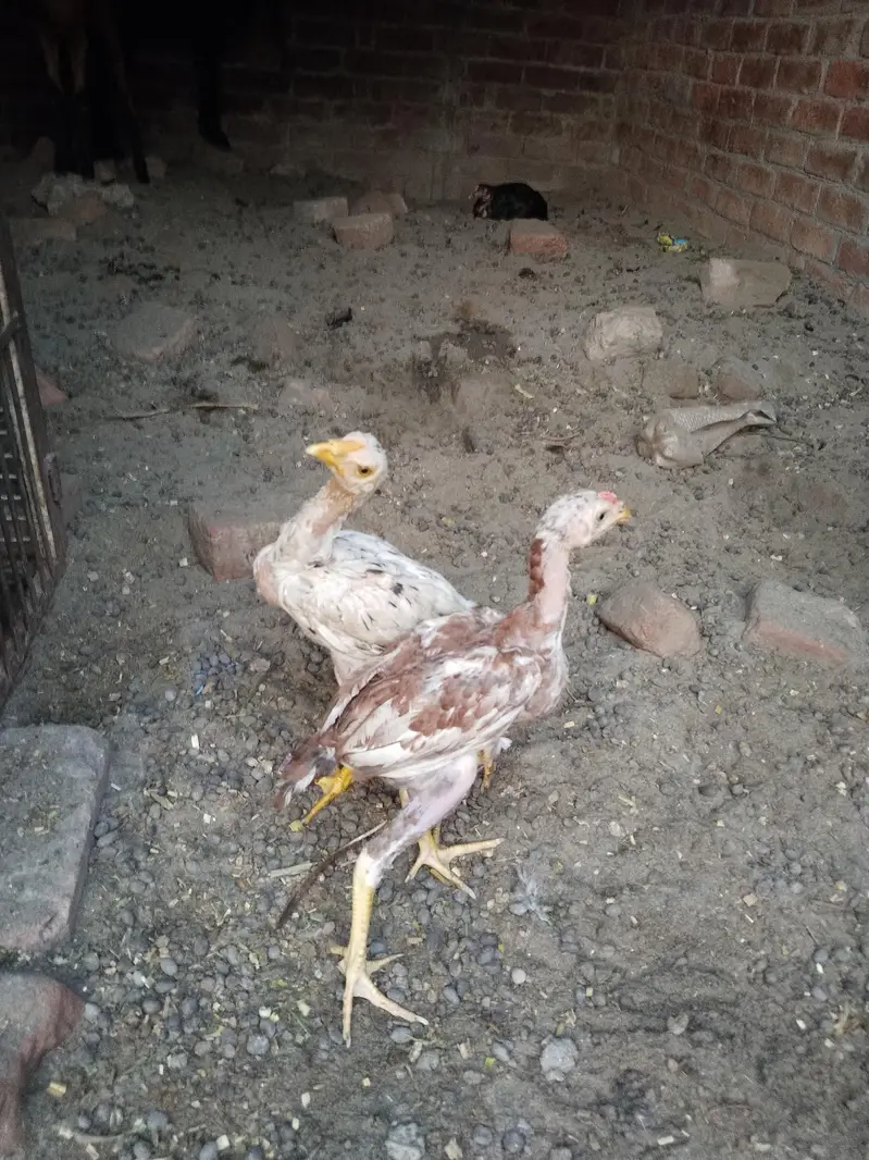 Aseel Pathey pair for sale — photo 2