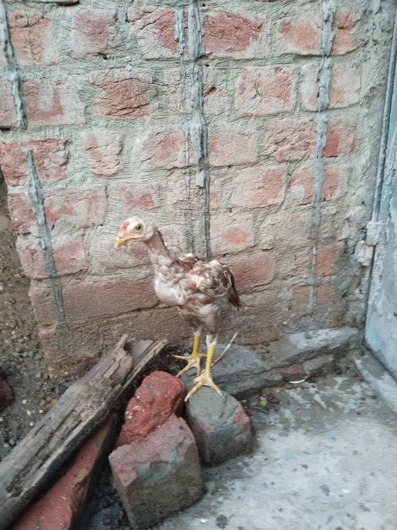 Aseel Pathey pair for sale — photo 4