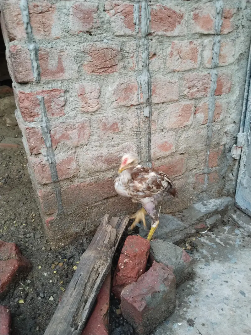 Aseel Pathey pair for sale — photo 6