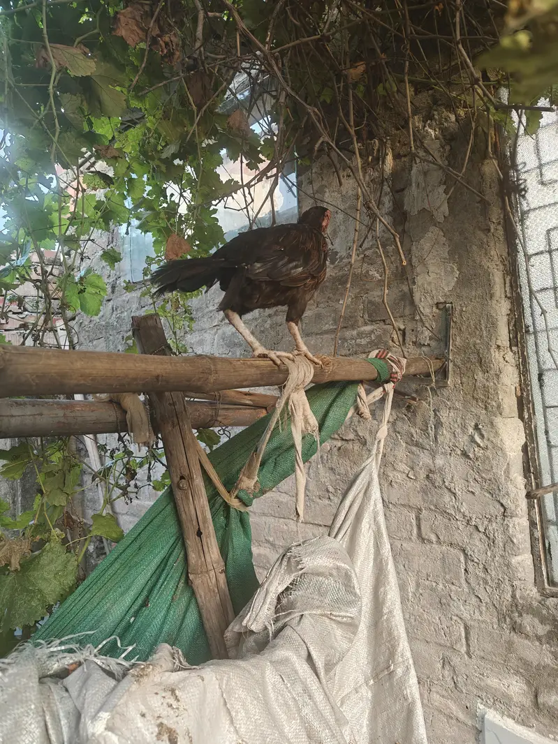 six hens and full setup of desi chickens — photo 2