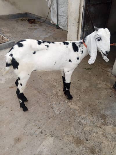 bital bakri