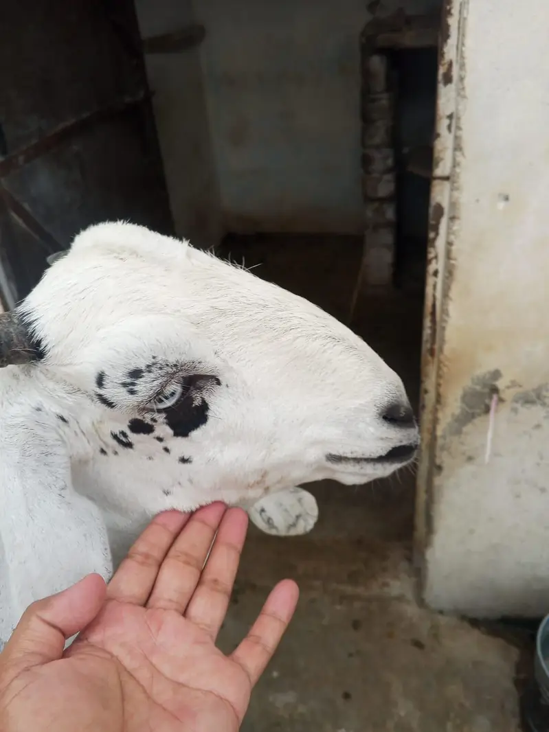 bital bakri — photo 2