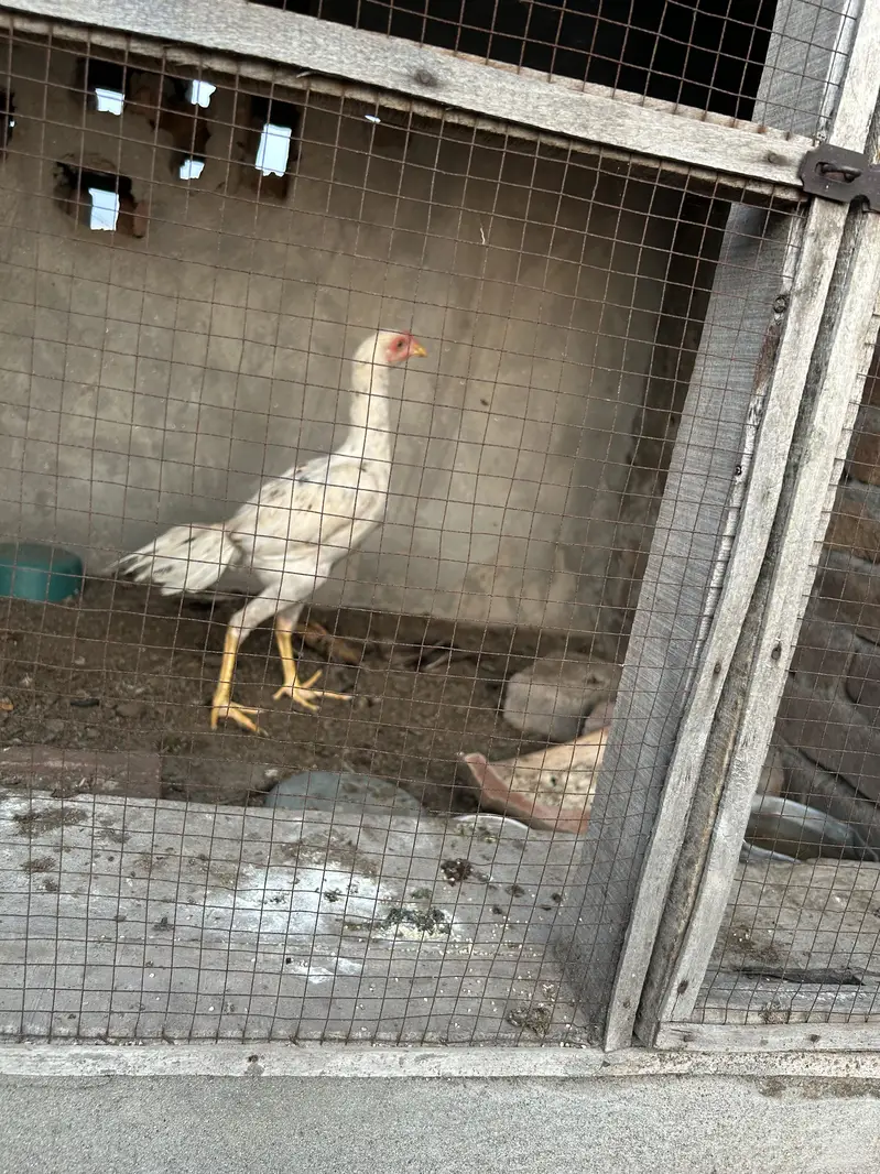Aseel patha — photo 2