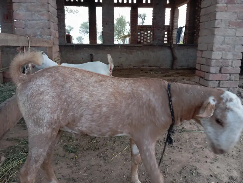 Russian tedha — photo 2