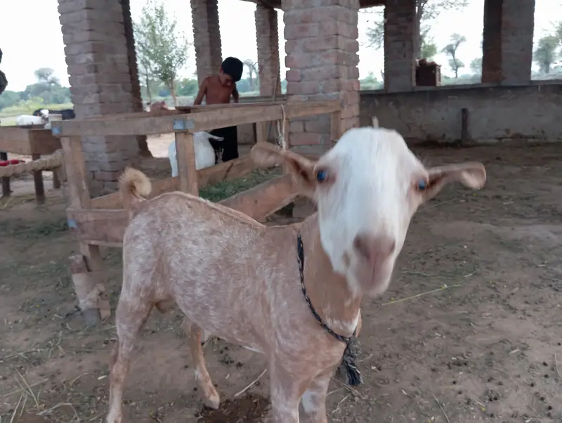 Russian tedha — photo 3