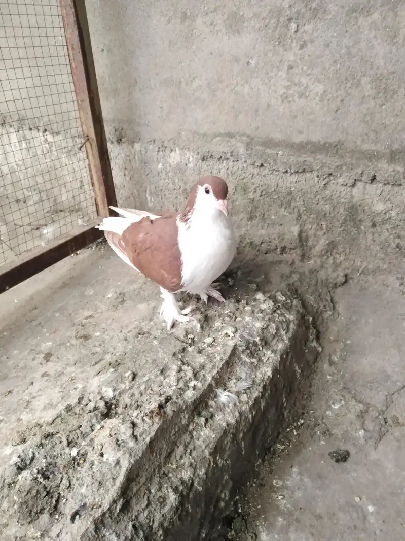Sherazi Fenale — photo 3