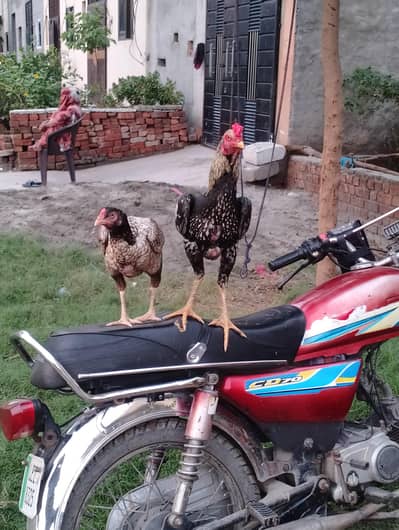 Asee pair kurak murghi with murgha
