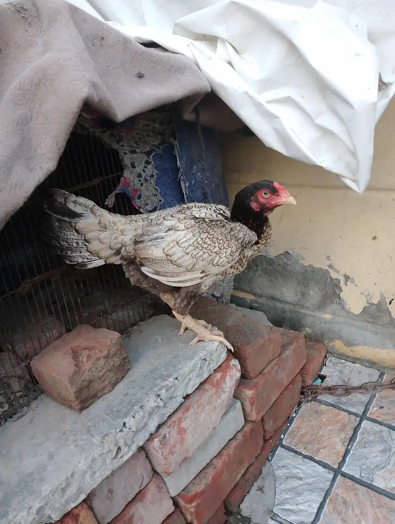 Asee pair kurak murghi with murgha — photo 2