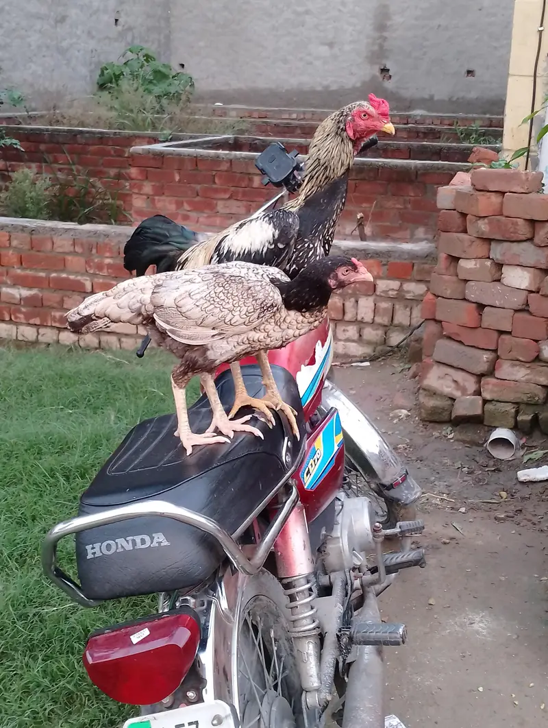 Asee pair kurak murghi with murgha — photo 4