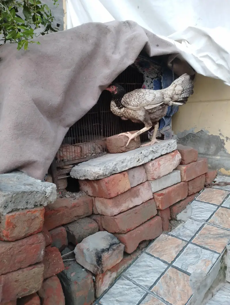 Asee pair kurak murghi with murgha — photo 5