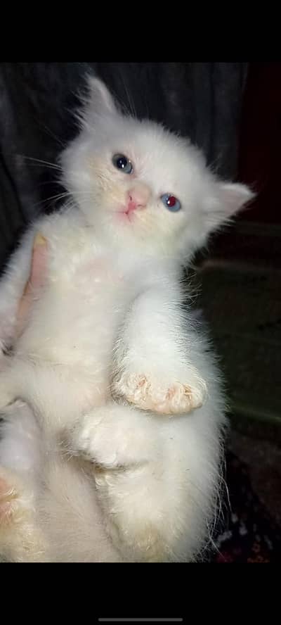 persian kitten triple coated