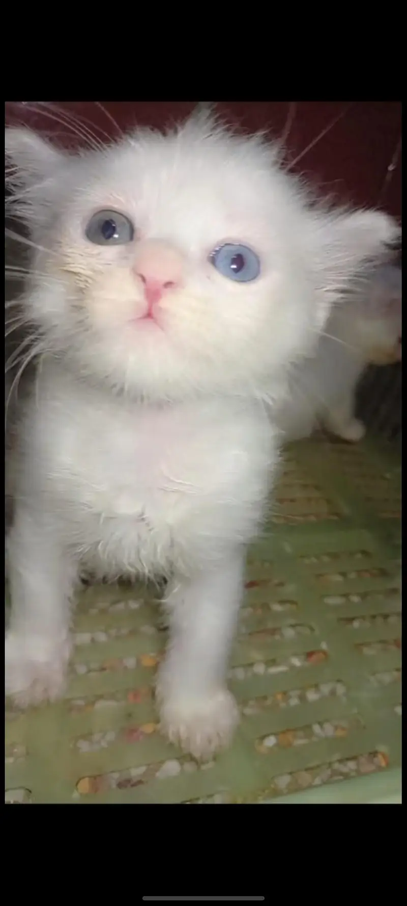 persian kitten triple coated — photo 2