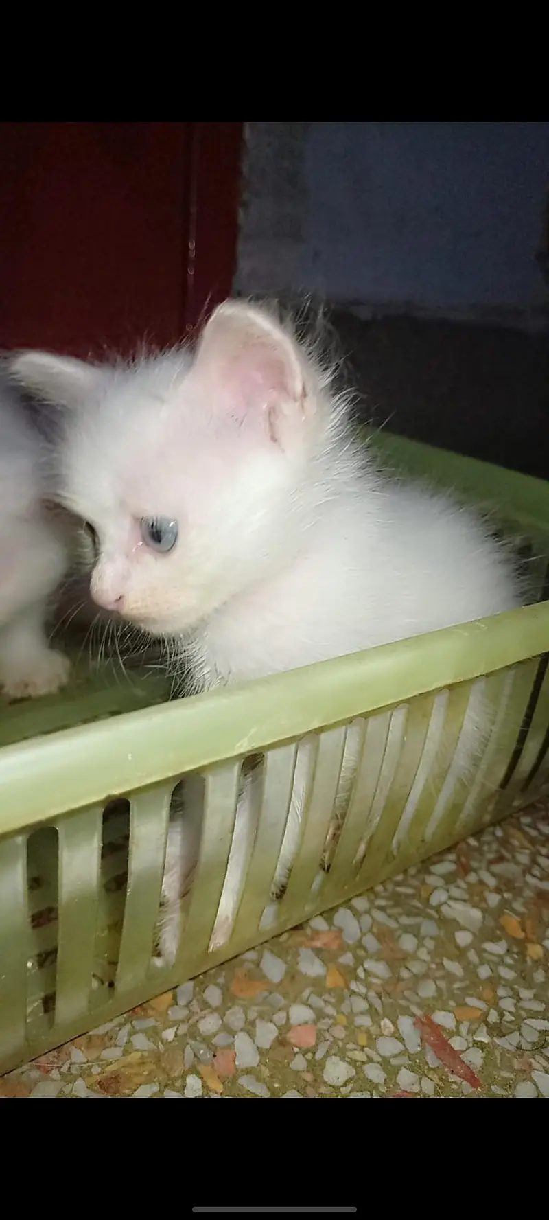 persian kitten triple coated — photo 3