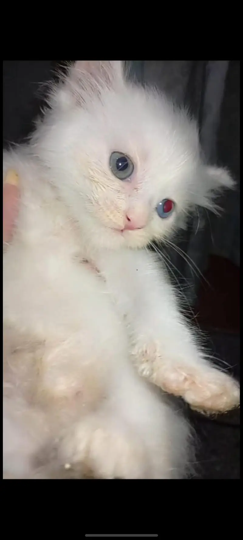 persian kitten triple coated — photo 4