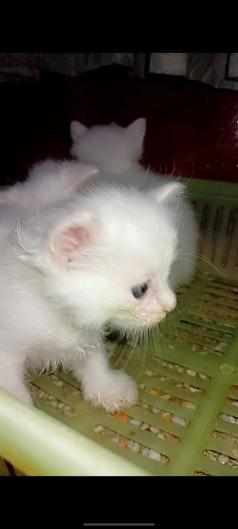 persian kitten triple coated — photo 5