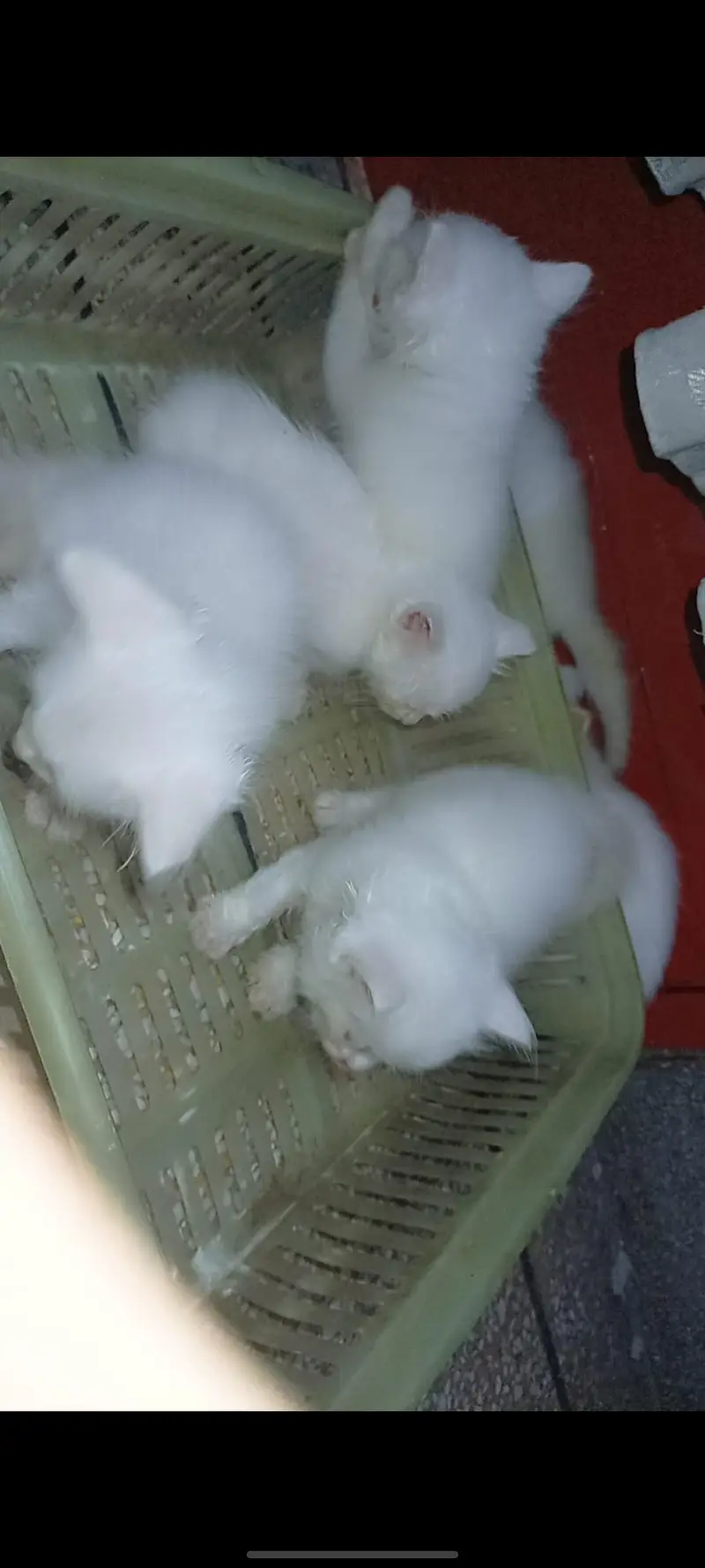 persian kitten triple coated — photo 6