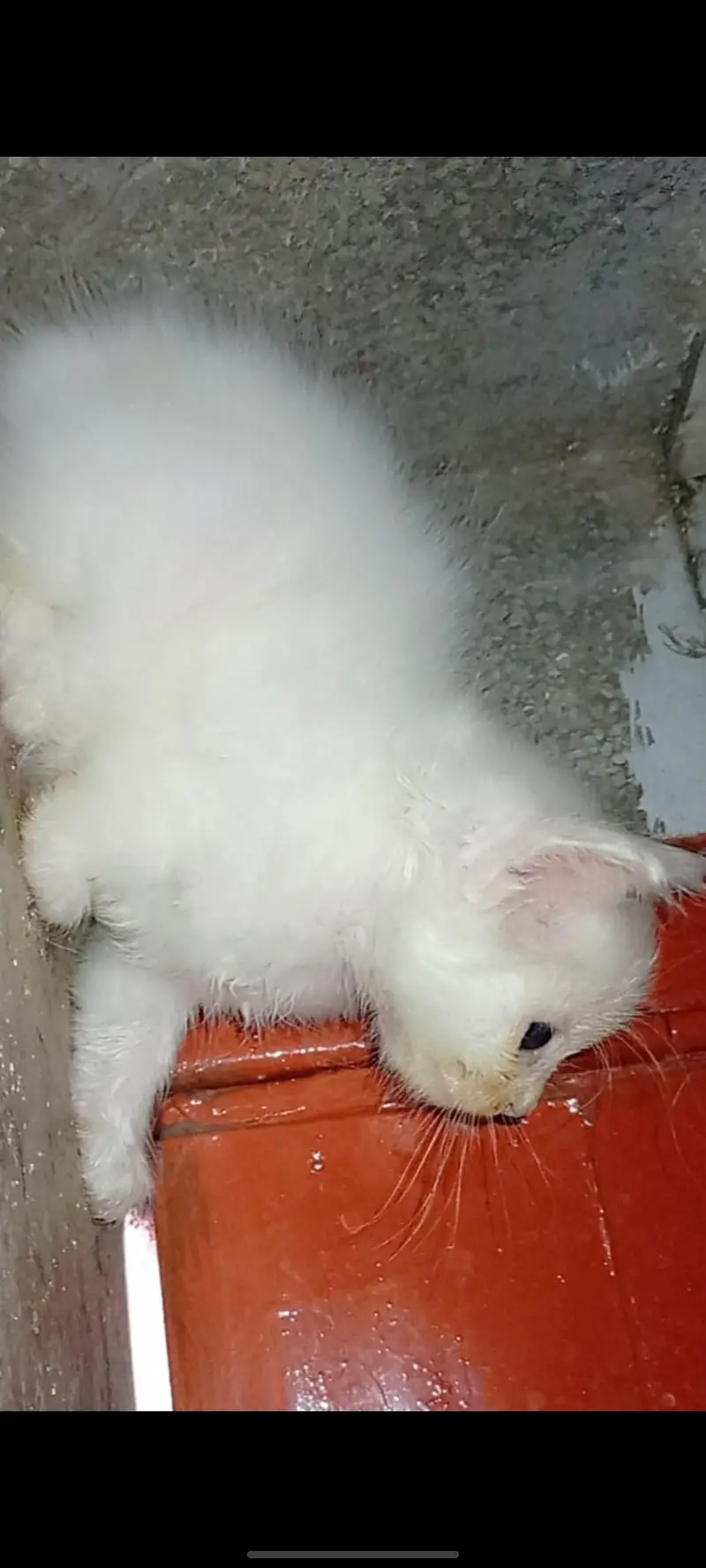 persian kitten triple coated — photo 7