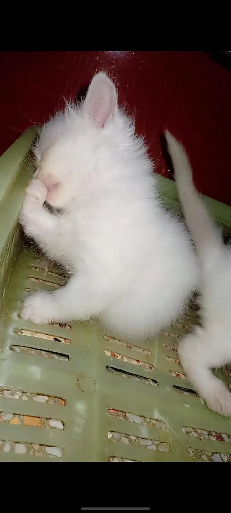 persian kitten triple coated — photo 8
