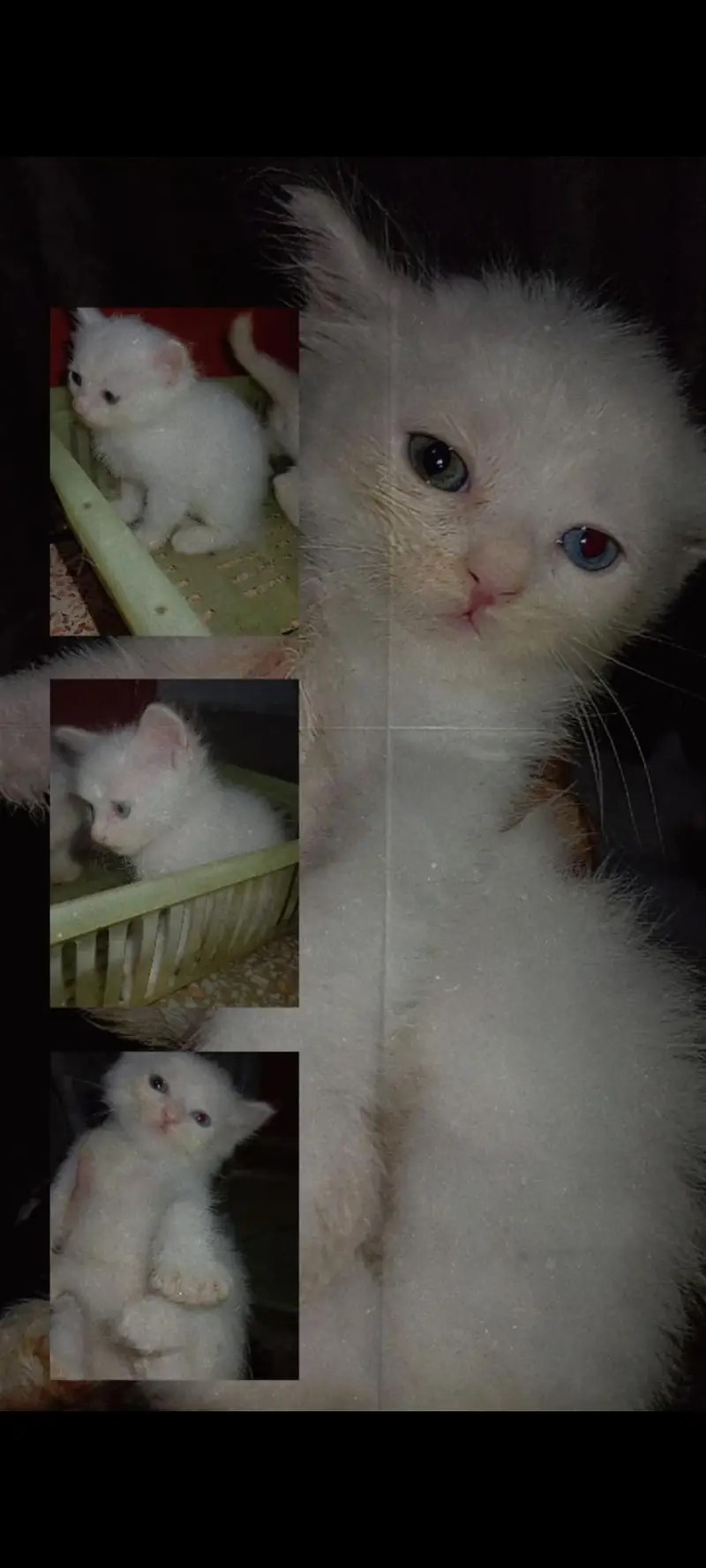 persian kitten triple coated — photo 9