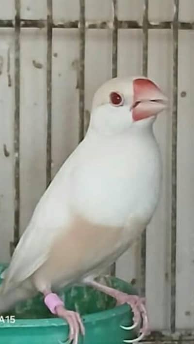 Java Finches / Ledi Gouldian Finch
