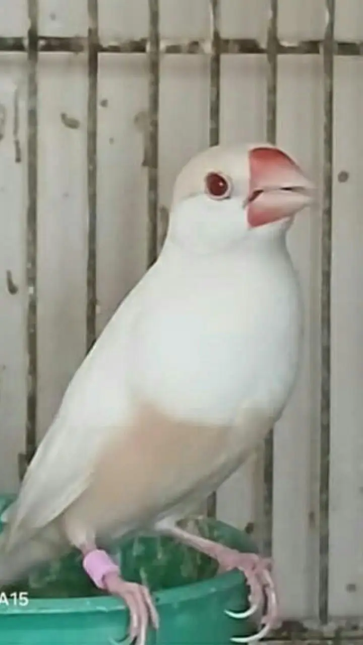 Java Finches / Ledi Gouldian Finch