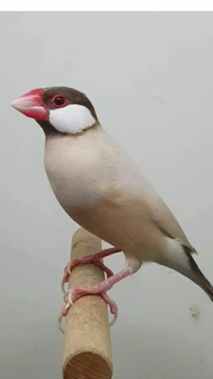 Java Finches / Ledi Gouldian Finch — photo 2