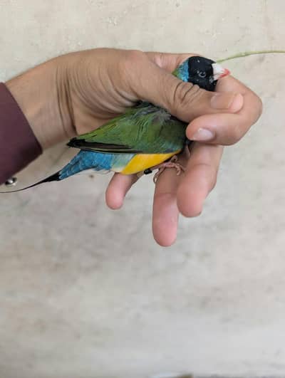 Ledy Gouldian Finch / Java Finches