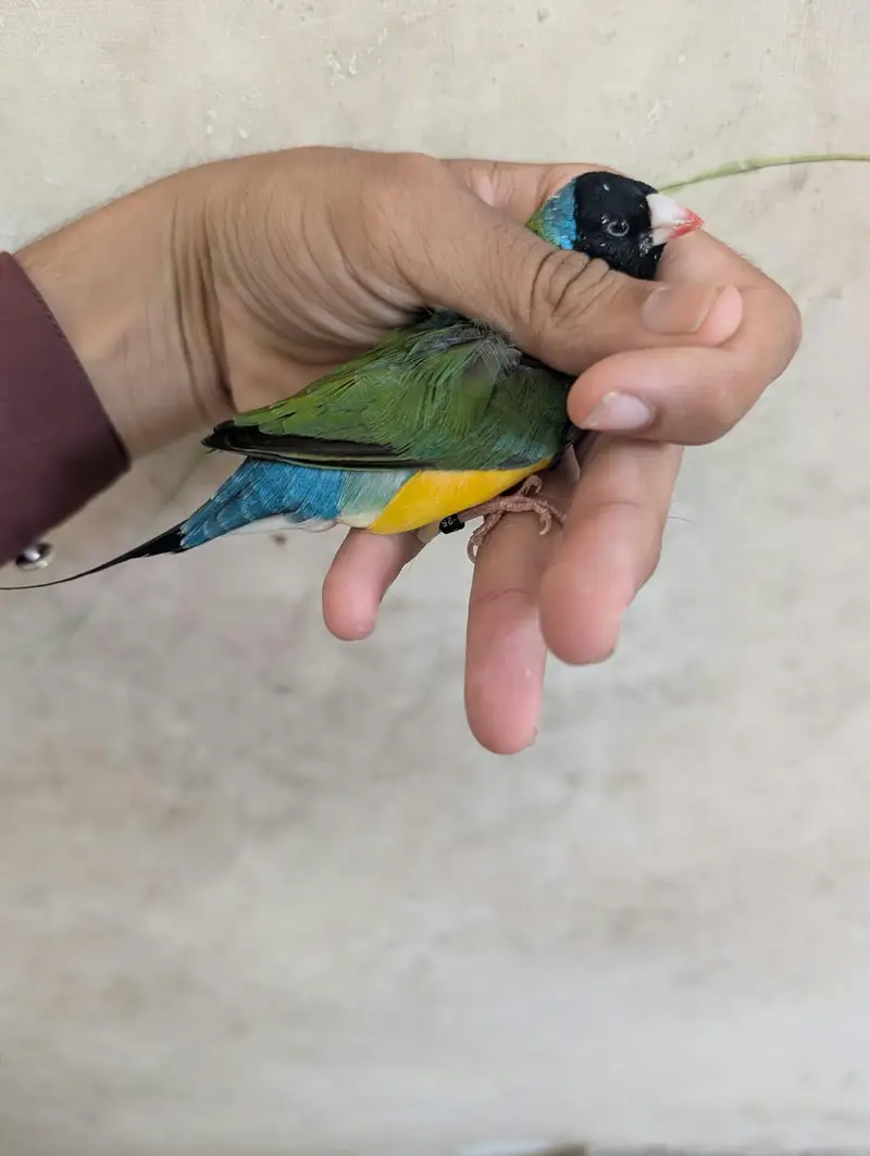 Java Finches / Ledi Gouldian Finch — photo 3