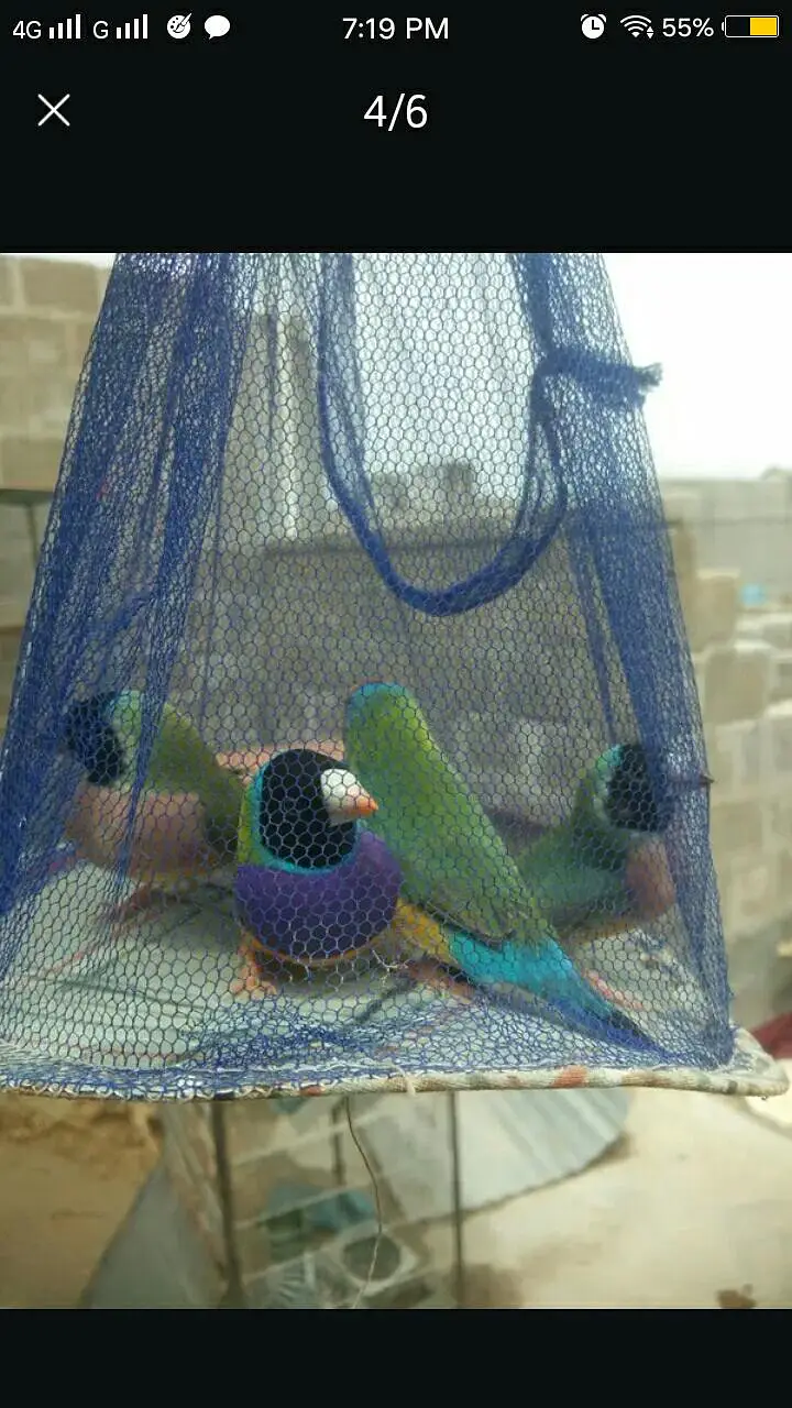 Java Finches / Ledi Gouldian Finch — photo 4