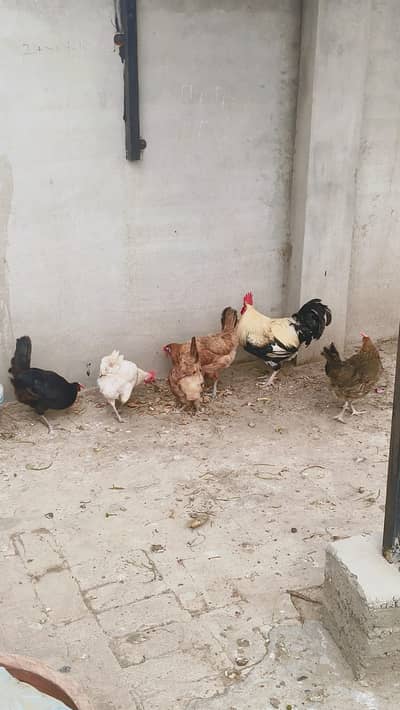 6 Murghi Misri Golden & 1 Murgha For Sale