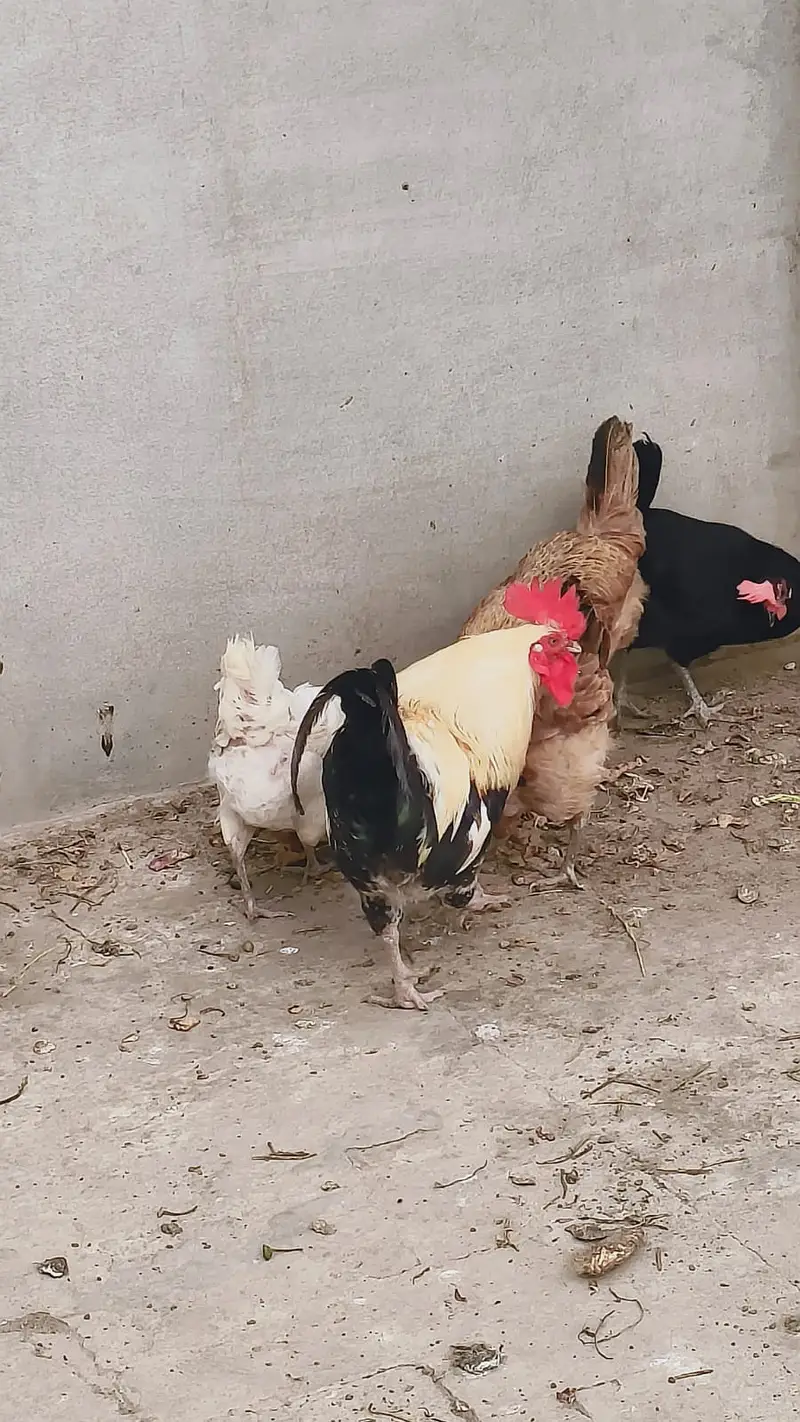 6 Murghi Misri Golden & 1 Murgha For Sale — photo 2