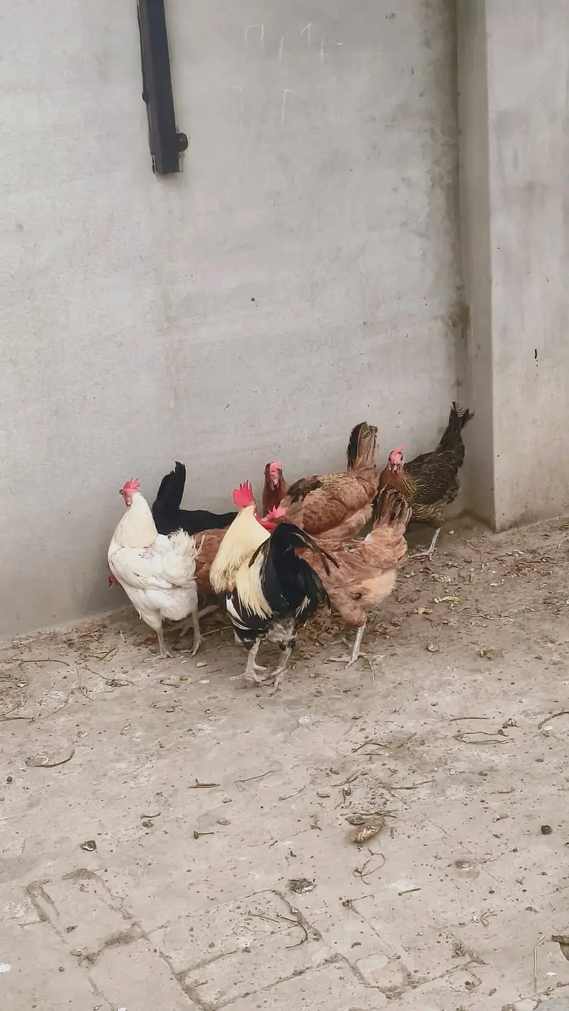 6 Murghi Misri Golden & 1 Murgha For Sale — photo 3