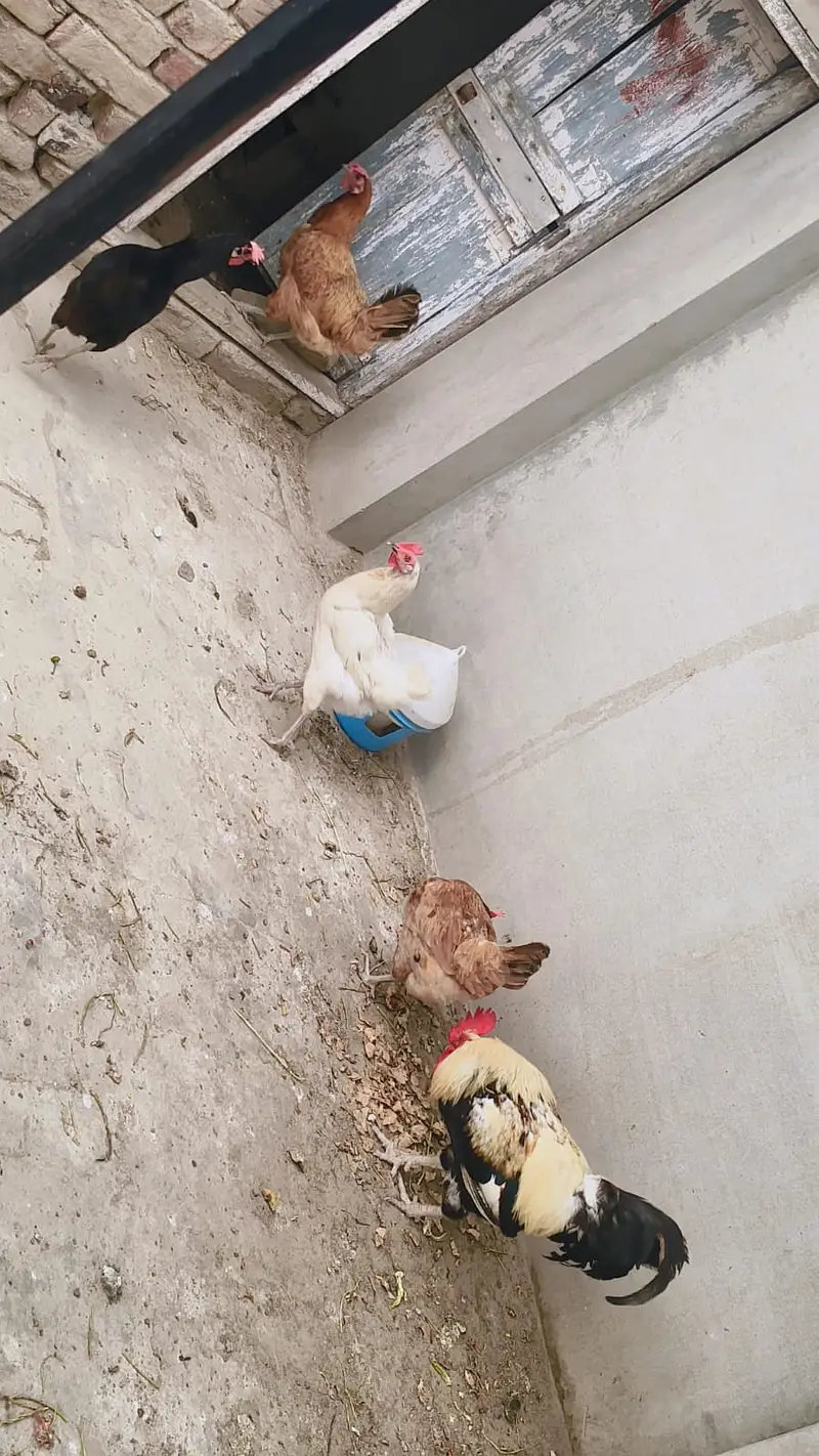 6 Murghi Misri Golden & 1 Murgha For Sale — photo 4
