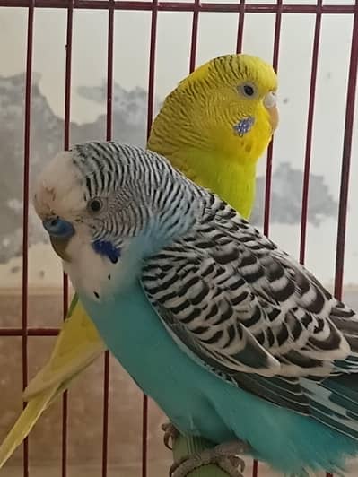 Budgie