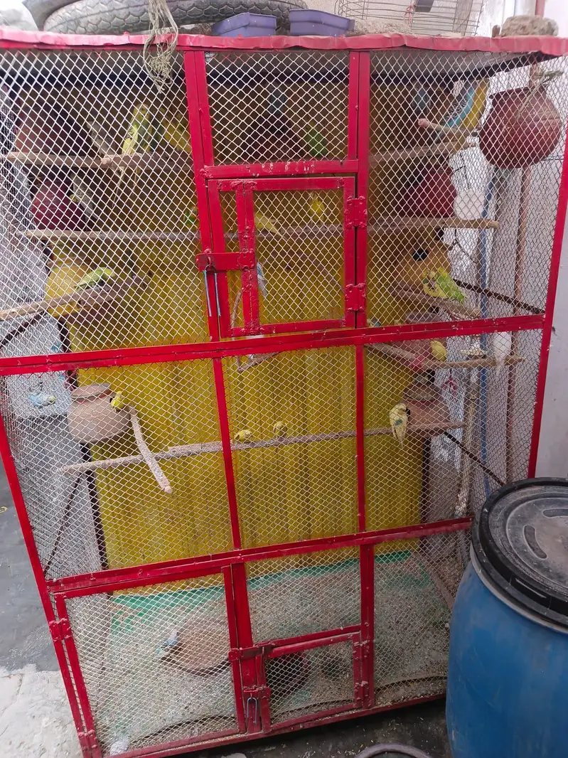 Australian parrot with 6ft pinjra — photo 2