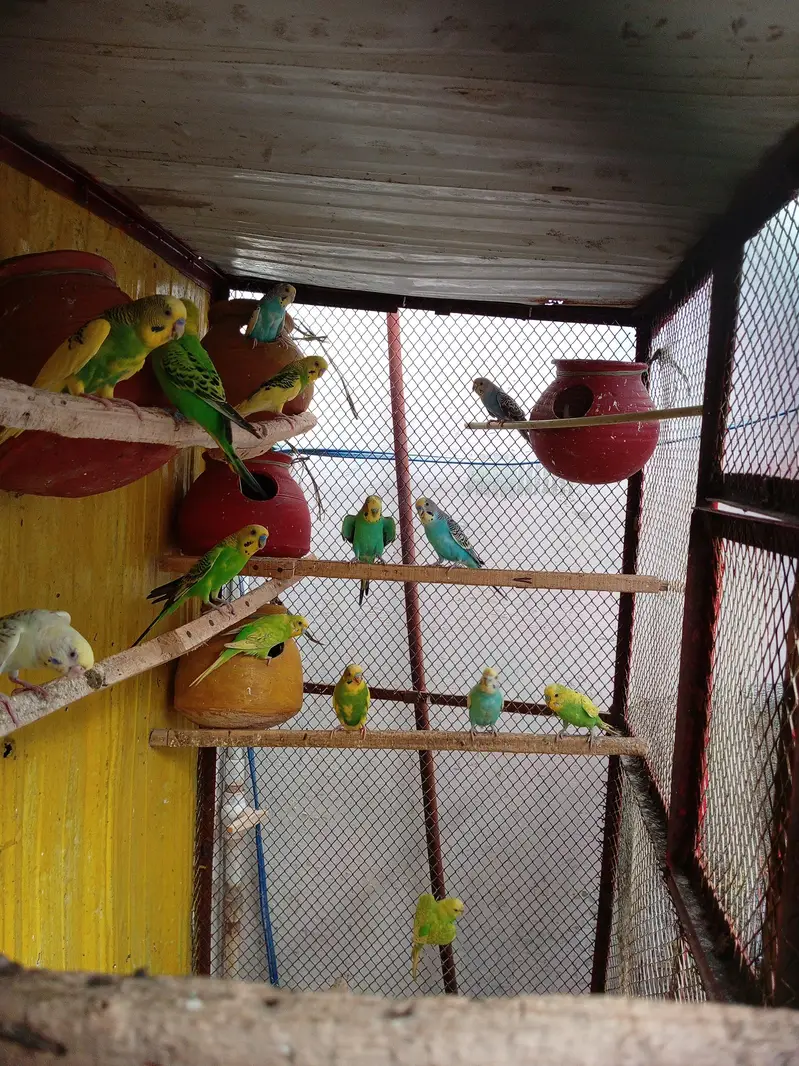 Australian parrot with 6ft pinjra — photo 4