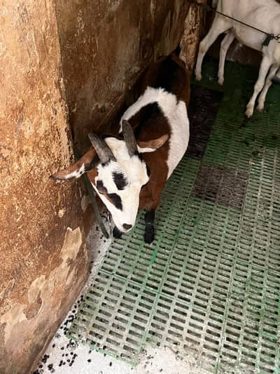 Ful Active Goat 6 Teeth