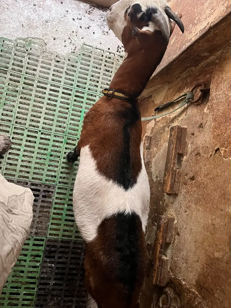 Ful Active Goat 6 Teeth — photo 2