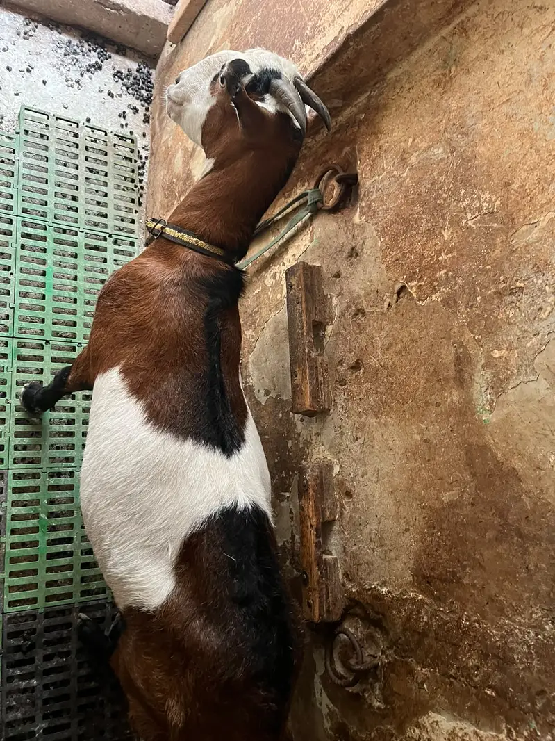 Ful Active Goat 6 Teeth — photo 3