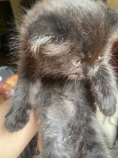 Kitten are available