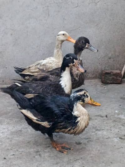 1 male 3 female
