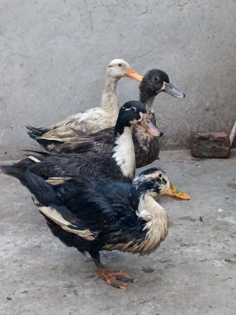 1 male 3 female