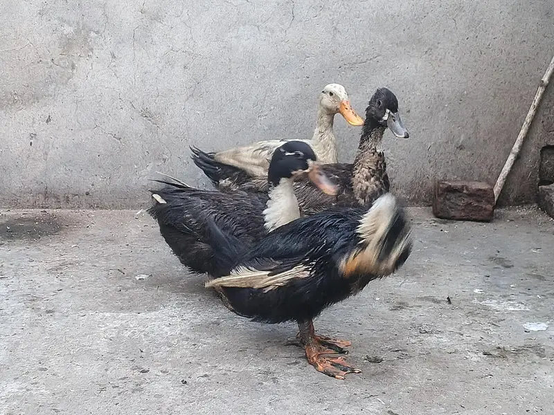 1 male 3 female — photo 2
