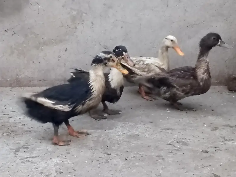 1 male 3 female — photo 3