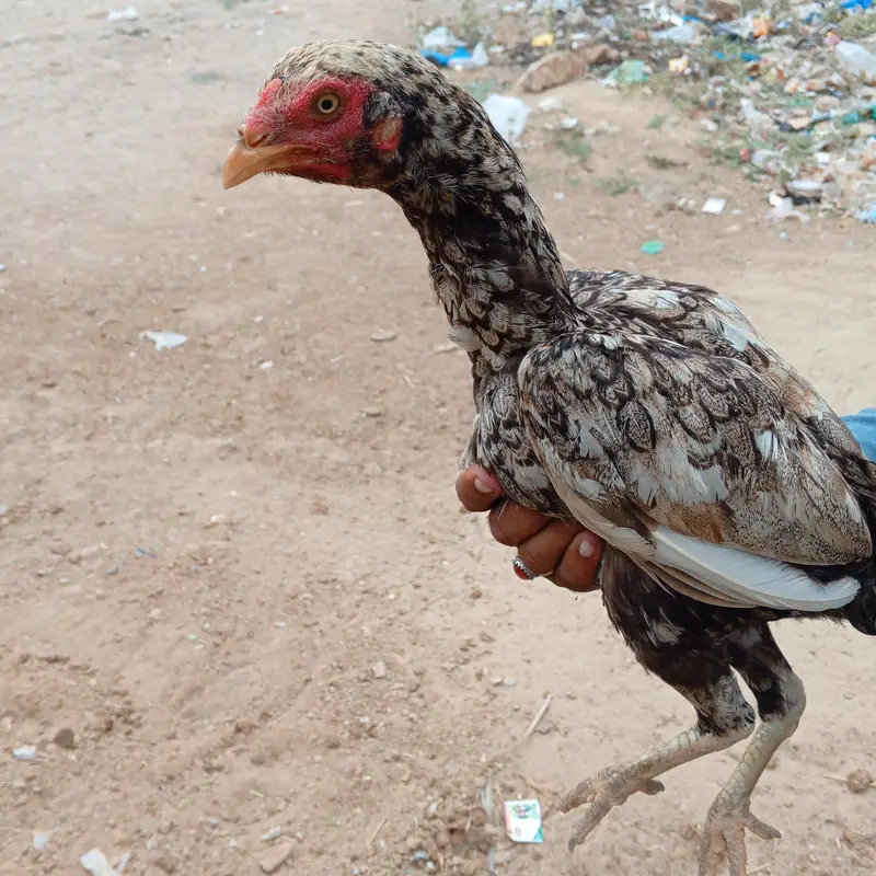 اصلی سندھی مرغی + اصلی مرغا + بڑا پنجرہ (ایک ساتھ سیل) — photo 2