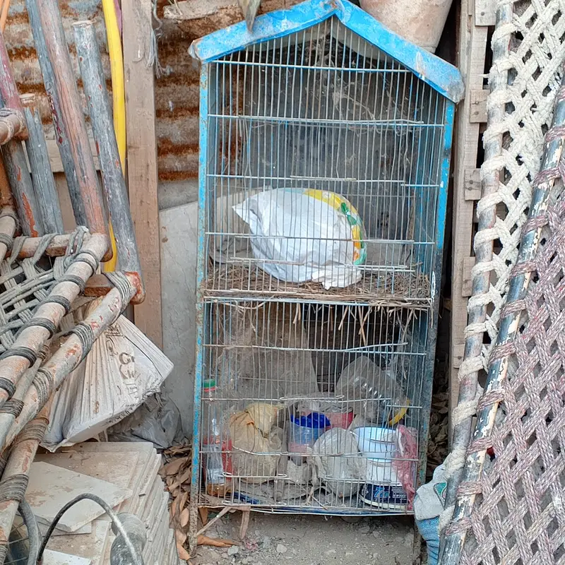اصلی سندھی مرغی + اصلی مرغا + بڑا پنجرہ (ایک ساتھ سیل) — photo 3
